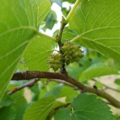 'King James' Mulberry Tree | Morus Nigra -Roots Plants Shop FRU0380 7