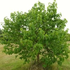 'King James' Mulberry Tree | Morus Nigra -Roots Plants Shop FRU0380 8