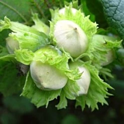'Hall'sche Reissenuss' / 'Merveille De Bollwyller' Cobnut Tree