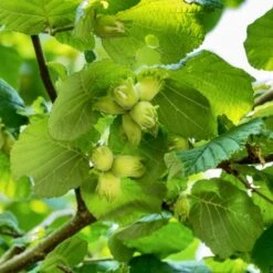 A Completely Edible Hedge | 3/5/10/20m Packs 15 A Completely Edible Hedge | 3/5/10/20m Packs -Roots Plants Shop FRU0395 1 71188b30 7433 4fb5 9094 d438602f6b86