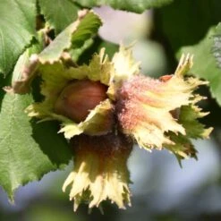 'Pearson's Prolific' / 'Nottingham Early' Filbert Tree -Roots Plants Shop FRU0398 3