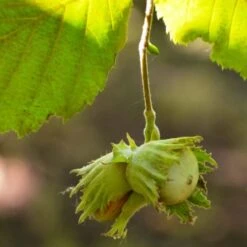 'Pearson's Prolific' / 'Nottingham Early' Filbert Tree -Roots Plants Shop FRU0398 4