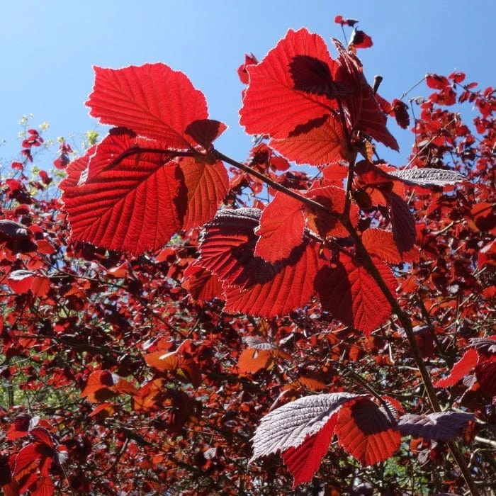'Purpurea' Filbert Tree | Purple Filbert Tree 2 'Purpurea' Filbert Tree | Purple Filbert Tree - Image 2