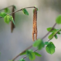 'Purpurea' Filbert Tree | Purple Filbert Tree 7 'Purpurea' Filbert Tree | Purple Filbert Tree -Roots Plants Shop FRU0401 3