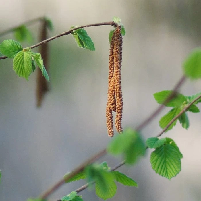 'Purpurea' Filbert Tree | Purple Filbert Tree 3 'Purpurea' Filbert Tree | Purple Filbert Tree - Image 3