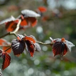 'Purpurea' Filbert Tree | Purple Filbert Tree 8 'Purpurea' Filbert Tree | Purple Filbert Tree -Roots Plants Shop FRU0401 4