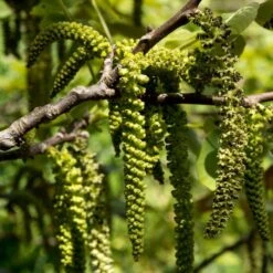 Walnut Tree | Juglans Regia -Roots Plants Shop FRU0410 3