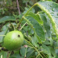 Walnut Tree | Juglans Regia -Roots Plants Shop FRU0410 4