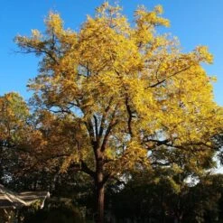 'Buccaneer' Walnut Tree -Roots Plants Shop FRU0413 4