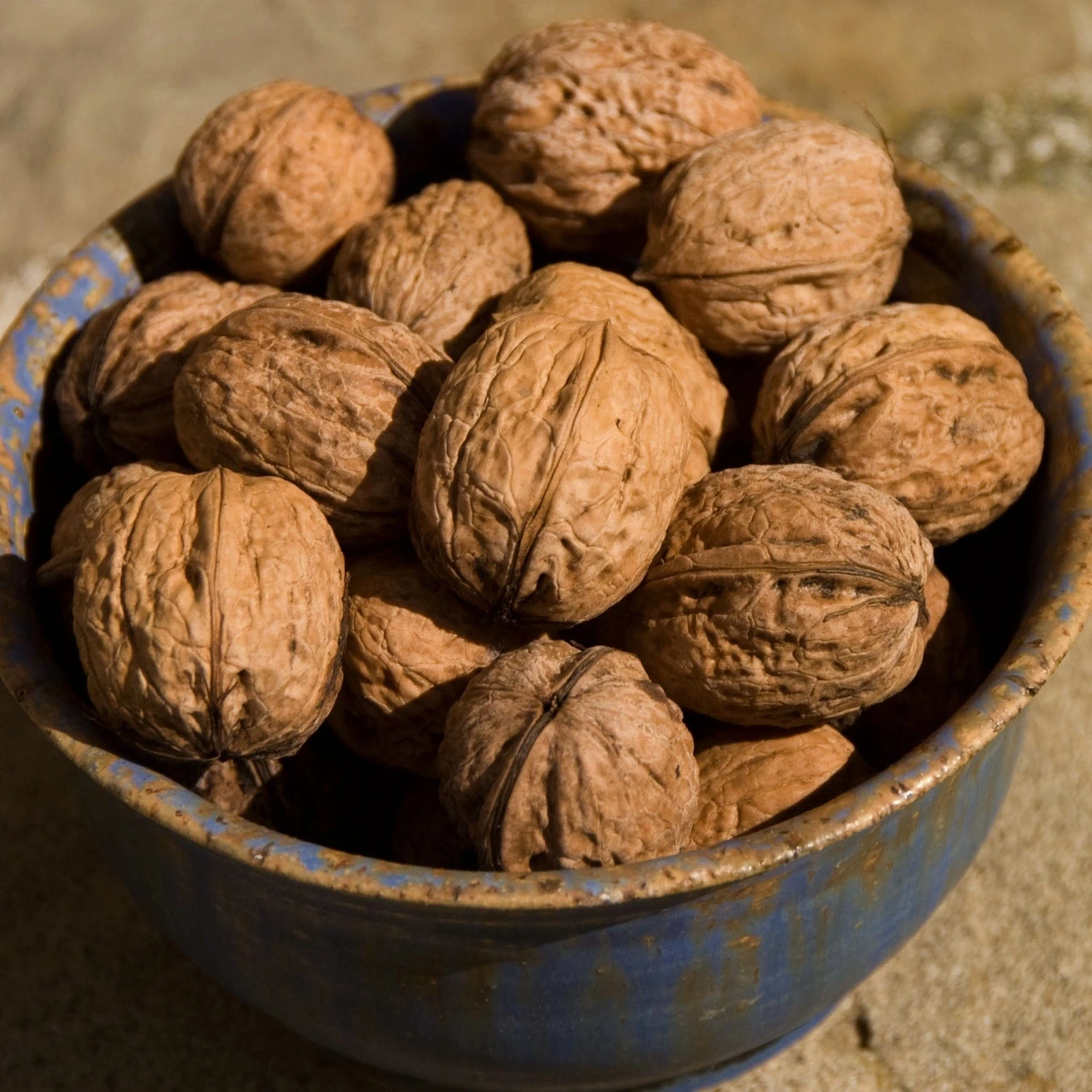 'Europa' Walnut Tree 3 'Europa' Walnut Tree - Image 3