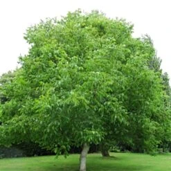 'Europa' Walnut Tree 8 'Europa' Walnut Tree -Roots Plants Shop FRU0416 4