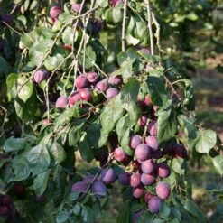 'Rivers Early Prolific' Plum Tree -Roots Plants Shop FRU0437 2
