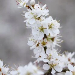 'Southampton Selection' Sloe Tree 7 'Southampton Selection' Sloe Tree -Roots Plants Shop FRU0441 3 2457e5ec c895 4c69 8f4b f2f32ae67a0e
