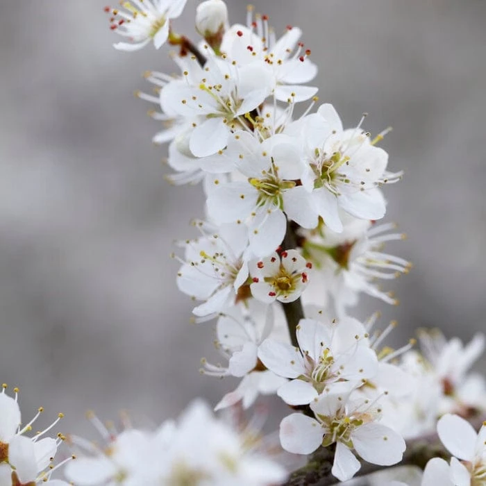 'Southampton Selection' Sloe Tree 3 'Southampton Selection' Sloe Tree - Image 3