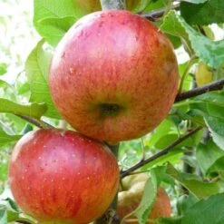 'Pixie' Apple Tree -Roots Plants Shop FRU0459 1