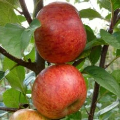 'Pixie' Apple Tree -Roots Plants Shop FRU0459 2