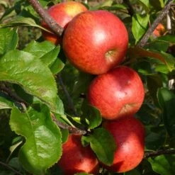 'Pixie' Apple Tree -Roots Plants Shop FRU0459 5