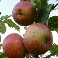 'Queen Cox' Apple Tree -Roots Plants Shop FRU0461 1