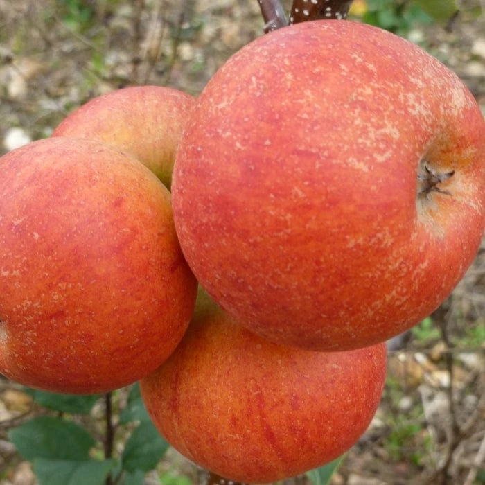 Best Apple Trees For Any Purpose | Growers' Choice 4 Best Apple Trees For Any Purpose | Growers' Choice - Image 4