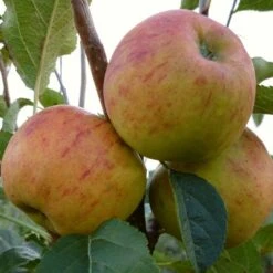 'Winter Gem' Apple Tree 10 'Winter Gem' Apple Tree -Roots Plants Shop FRU0466 3