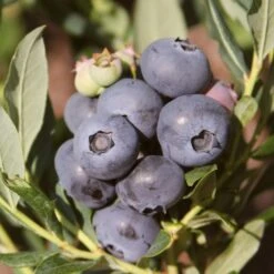 'Earliblue' Blueberry Bush -Roots Plants Shop FRU0483 3