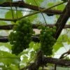 'Orion' Grape Vine
