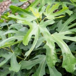 'Little Miss Figgy' Patio Fig Tree -Roots Plants Shop FRU0502 2