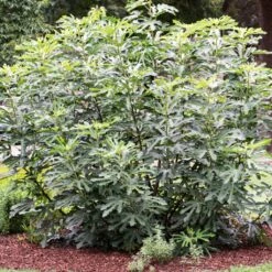 'Little Miss Figgy' Patio Fig Tree -Roots Plants Shop FRU0502 3