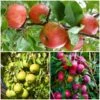 The 3 Top Performing Fruit Trees To Grow In The UK | Apple, Pear & Plum