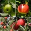 Cross-Pollinating Apple Collection | Bramley, Gala & Discovery