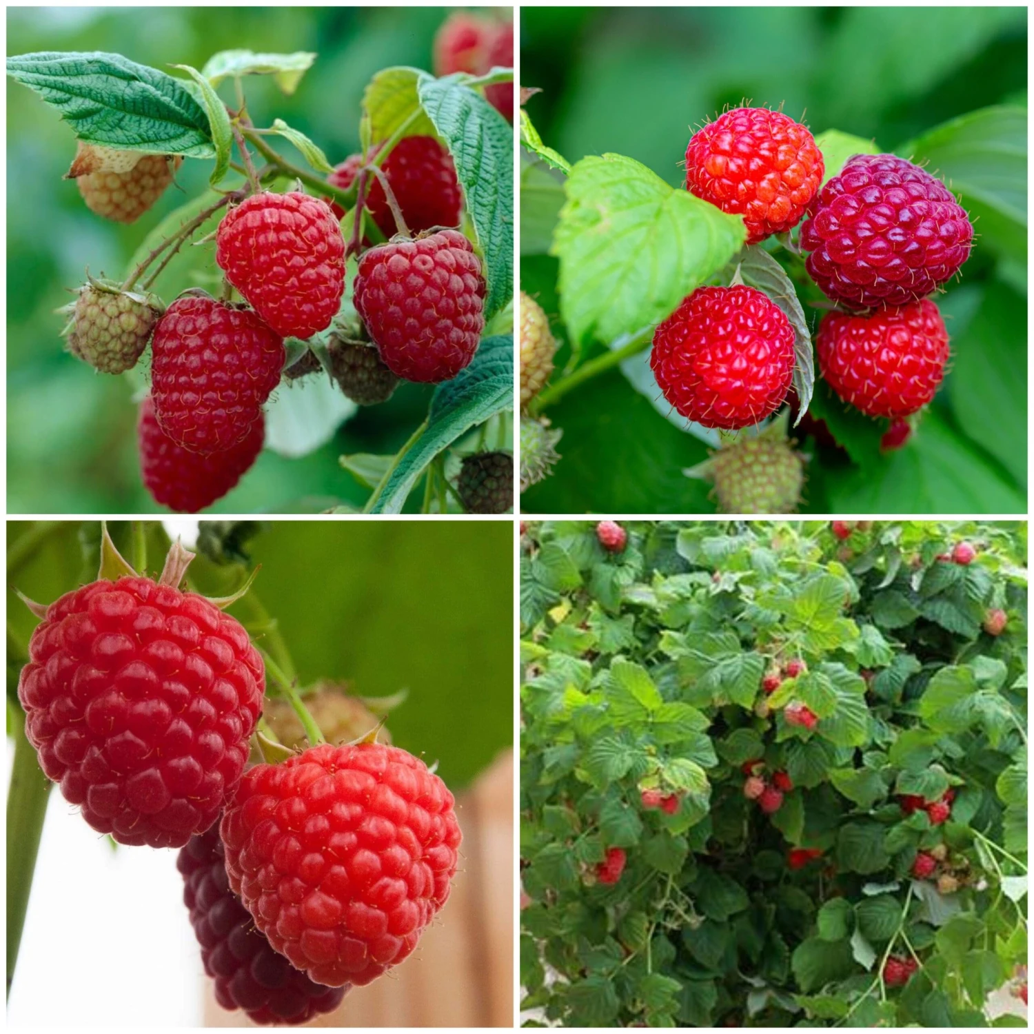 Award Winning Raspberry Canes | Growers' Choice 1 Award Winning Raspberry Canes | Growers' Choice