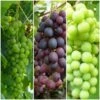 Full Season Grape Vines Collection