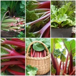 Full Season Rhubarb Collection