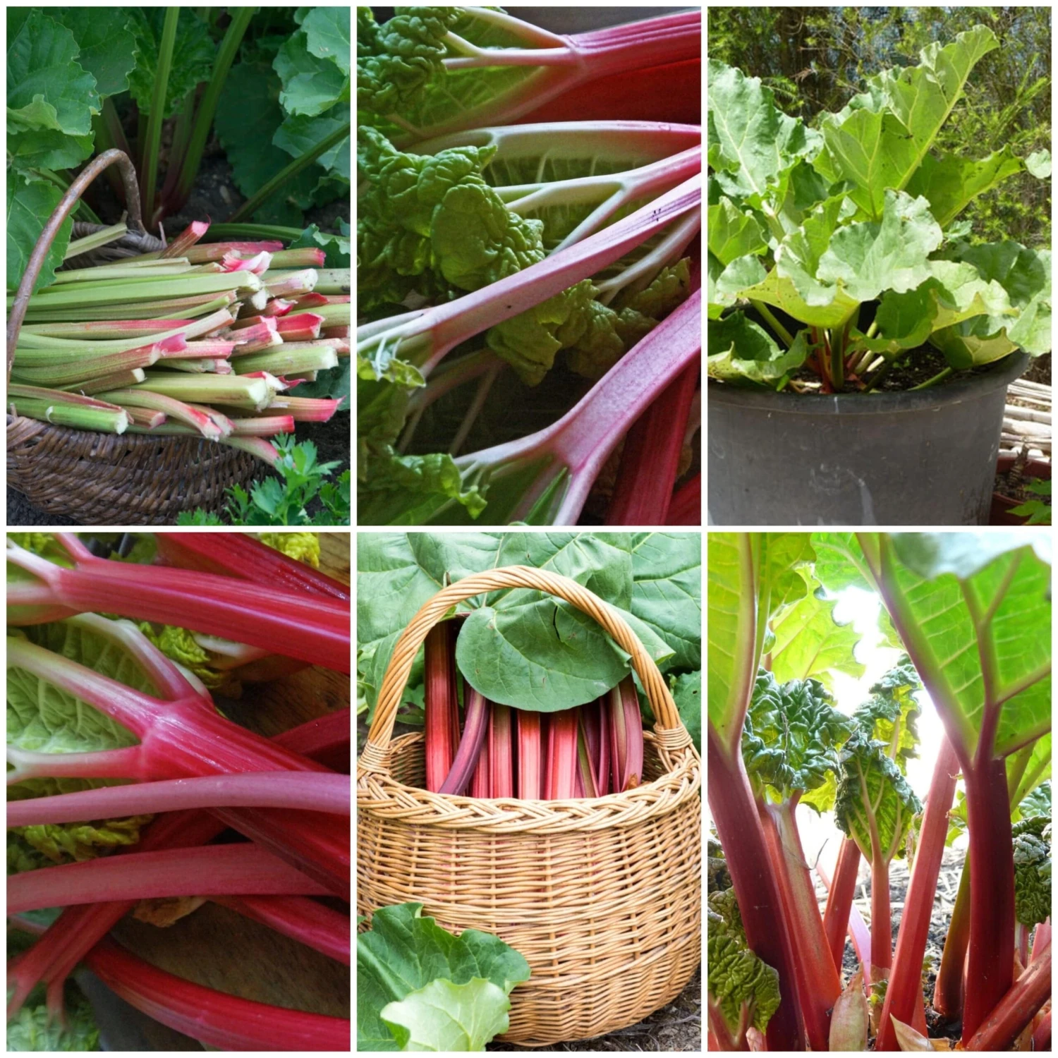 Full Season Rhubarb Collection 1 Full Season Rhubarb Collection
