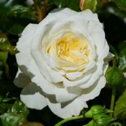 'Patio Hit Georgia' Patio Shrub Rose