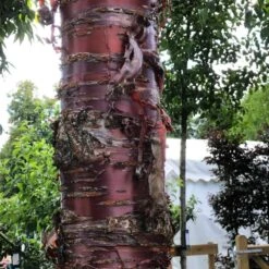 Single Stem Tibetan Cherry Tree | Prunus Serrula -Roots Plants Shop IMG 2542 1