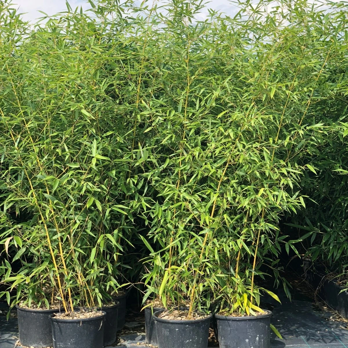 Golden Bamboo | Phyllostachys Aurea 1 Golden Bamboo | Phyllostachys Aurea