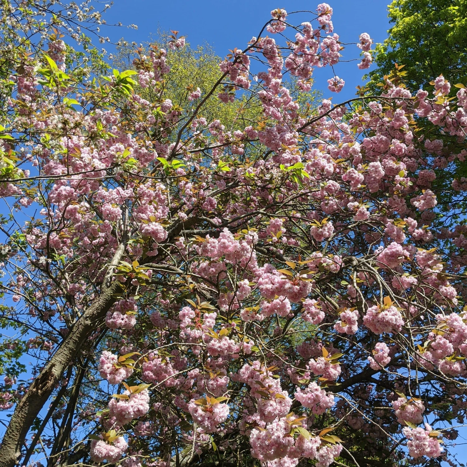 Pink Winter Flowering Cherry Tree | Prunus X Subhirtella 'Autumnalis Rosea' 2 Pink Winter Flowering Cherry Tree | Prunus X Subhirtella 'Autumnalis Rosea' - Image 2