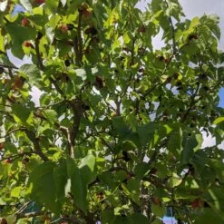 Repsime Mulberry Tree -Roots Plants Shop IMG 20200726 121446