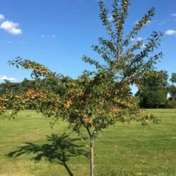 Mirabelle De Nancy Plum Tree -Roots Plants Shop IMG 4716