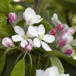 James Grieve Apple Tree | Dwarf Rootstock -Roots Plants Shop JamesGrieveappleblossom