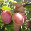 Jubilee Plum Tree