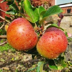 'Lord Lambourne' Apple Tree -Roots Plants Shop LordLambourne 2