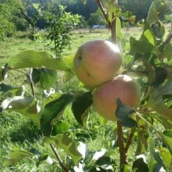 'Lord Lambourne' Apple Tree -Roots Plants Shop LordLambourne 3