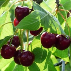 Cross-Pollinating Cherry Collection | Kordia, Merchant & Regina -Roots Plants Shop Merchant 1 da11aedf af02 4eb3 8379 2cbfad0ef36a