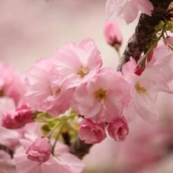 New Release 1 Kurilensis Ruby' Cherry Blossom Tree | Prunus Nipponica
