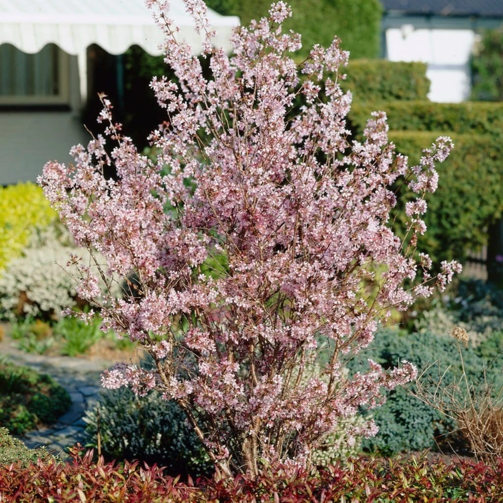 Kurilensis Ruby' Cherry Blossom Tree | Prunus Nipponica 2 Kurilensis Ruby' Cherry Blossom Tree | Prunus Nipponica - Image 2