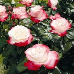 'Nostalgia' Hybrid Tea Rose -Roots Plants Shop Nostalgie 4