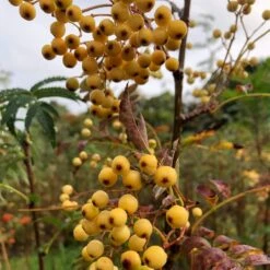 Joseph Rock Rowan Tree | Sorbus 11 Joseph Rock Rowan Tree | Sorbus -Roots Plants Shop ORN0003 1