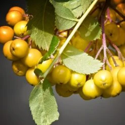 Joseph Rock Rowan Tree | Sorbus 9 Joseph Rock Rowan Tree | Sorbus -Roots Plants Shop ORN0003 4